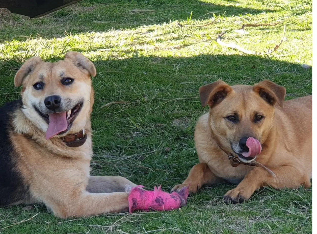 Teddy and Freddy, the two nursery dogs, lying on the grass