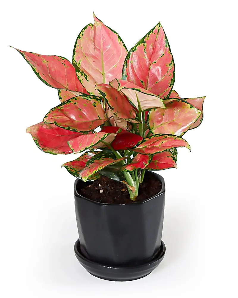 Potted red Aglaonema with pink and green patterned leaves in a black pot