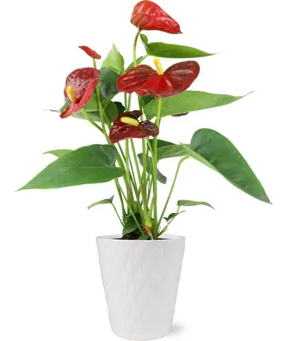 Potted red Anthurium with glossy green leaves in a white ceramic pot