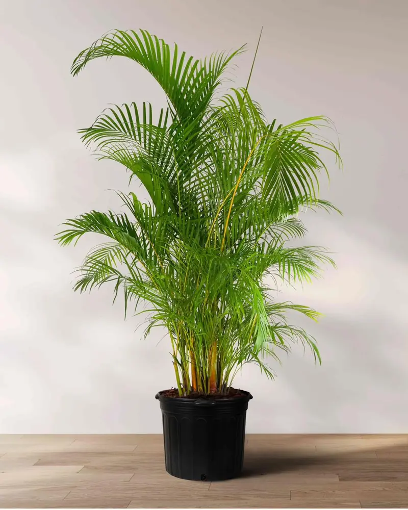 Potted Areca palm with feathery arching green fronds