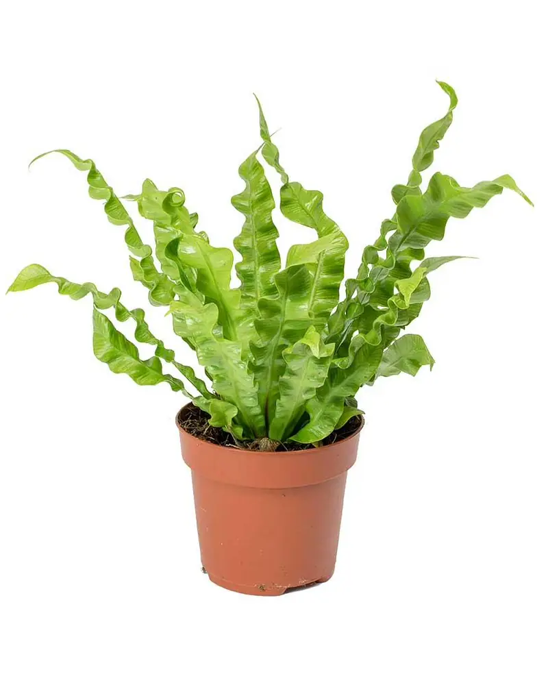 Bird's Nest fern with wavy bright green fronds in a terracotta pot