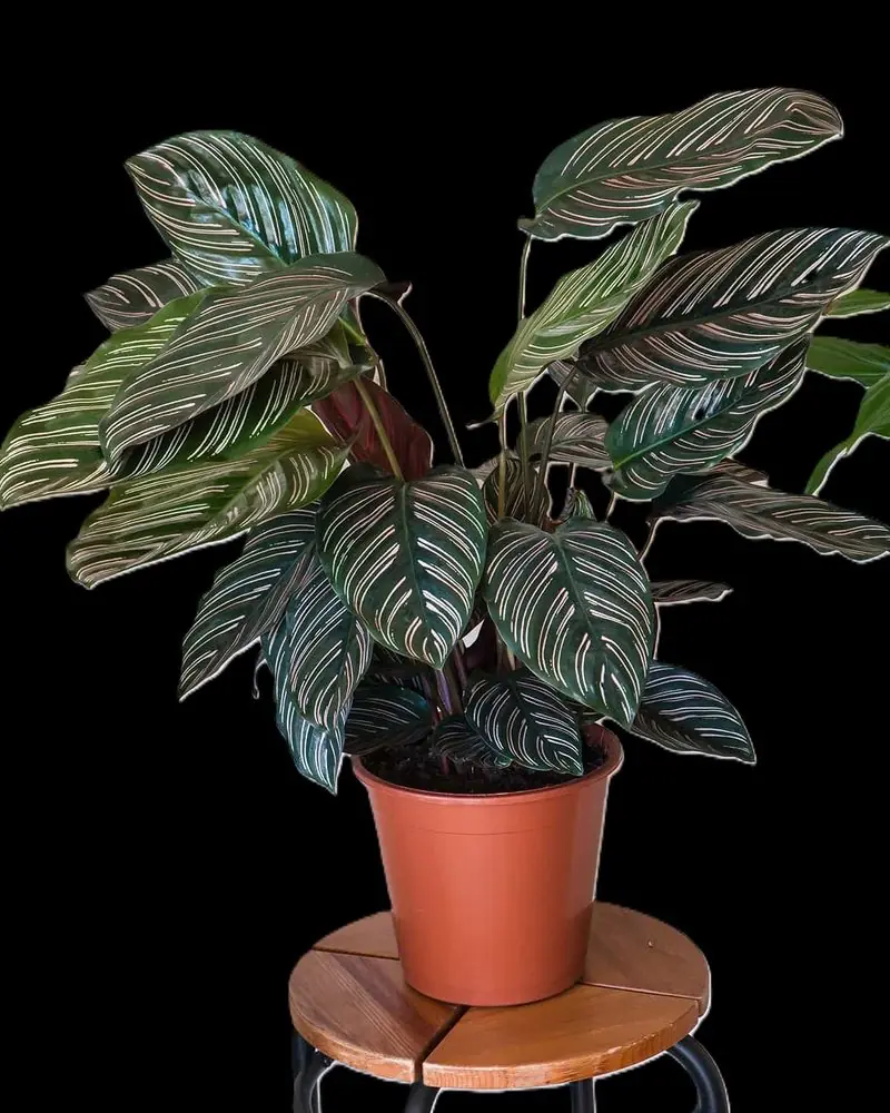 Potted Calathea with dark green leaves striped in pink, on a wooden stool