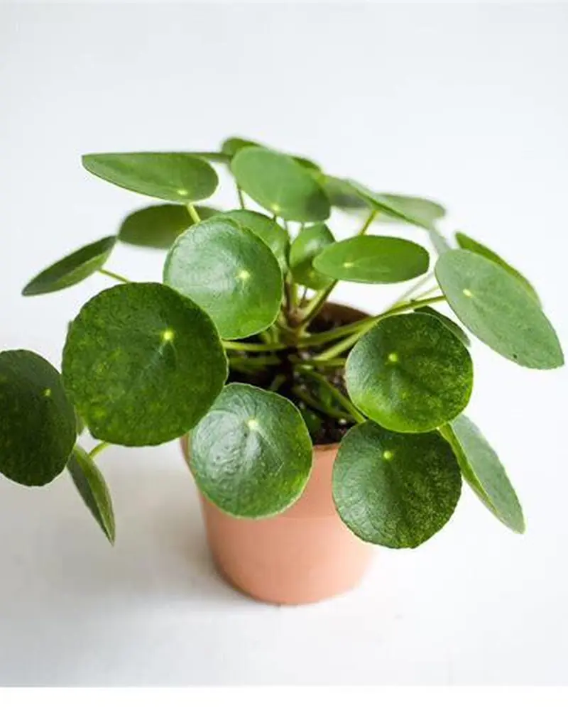 Chinese money plant (Pilea peperomioides) with round coin-shaped leaves