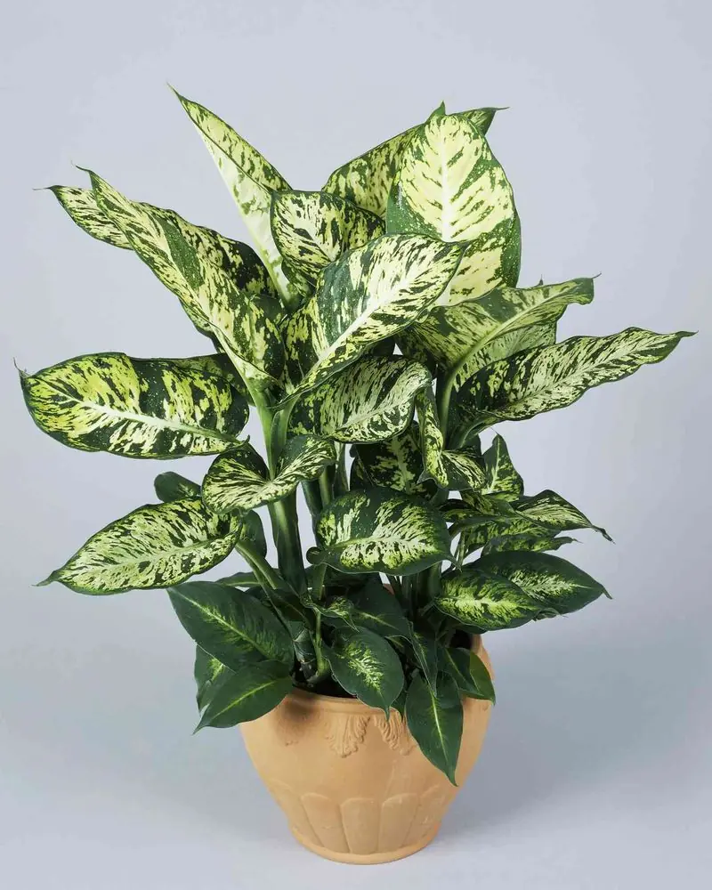 Potted Dieffenbachia with large cream and green variegated leaves