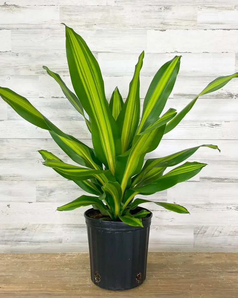Dracaena with strappy green and yellow striped leaves in a pot