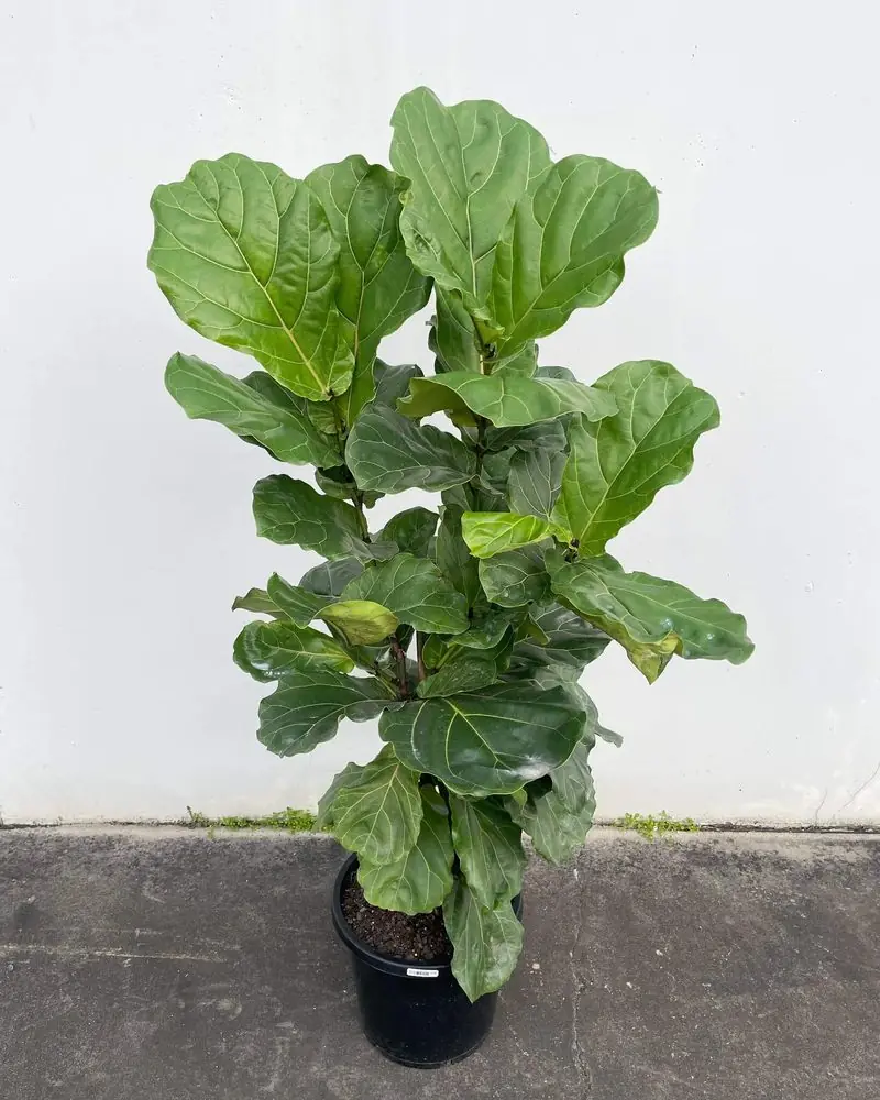 Tall potted fiddle-leaf fig with large glossy violin-shaped leaves