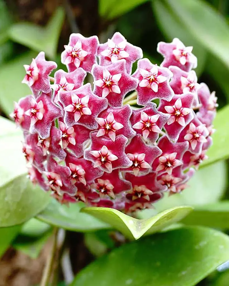 Cluster of star-shaped pink Hoya wax flowers among green leaves