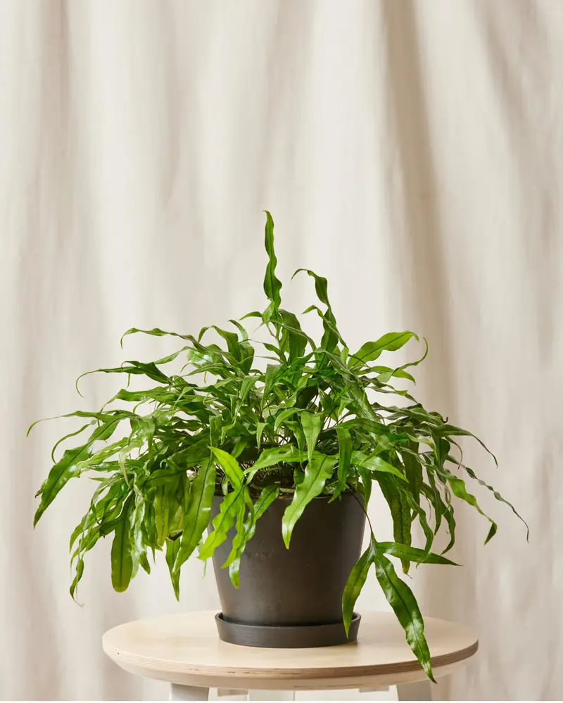 Kangaroo fern with glossy irregular green fronds in a dark pot