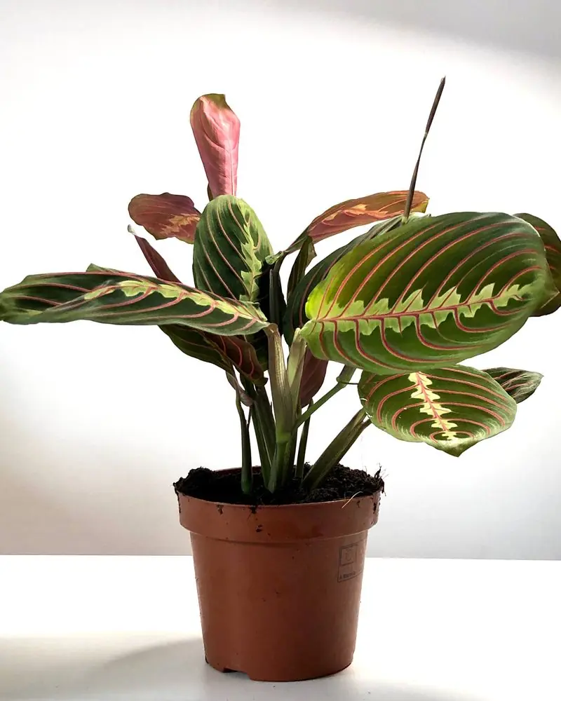 Potted Maranta prayer plant with red-veined patterned leaves