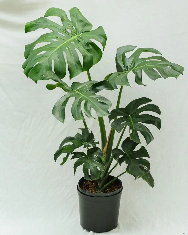 Monstera deliciosa with large split and holed green leaves in a pot