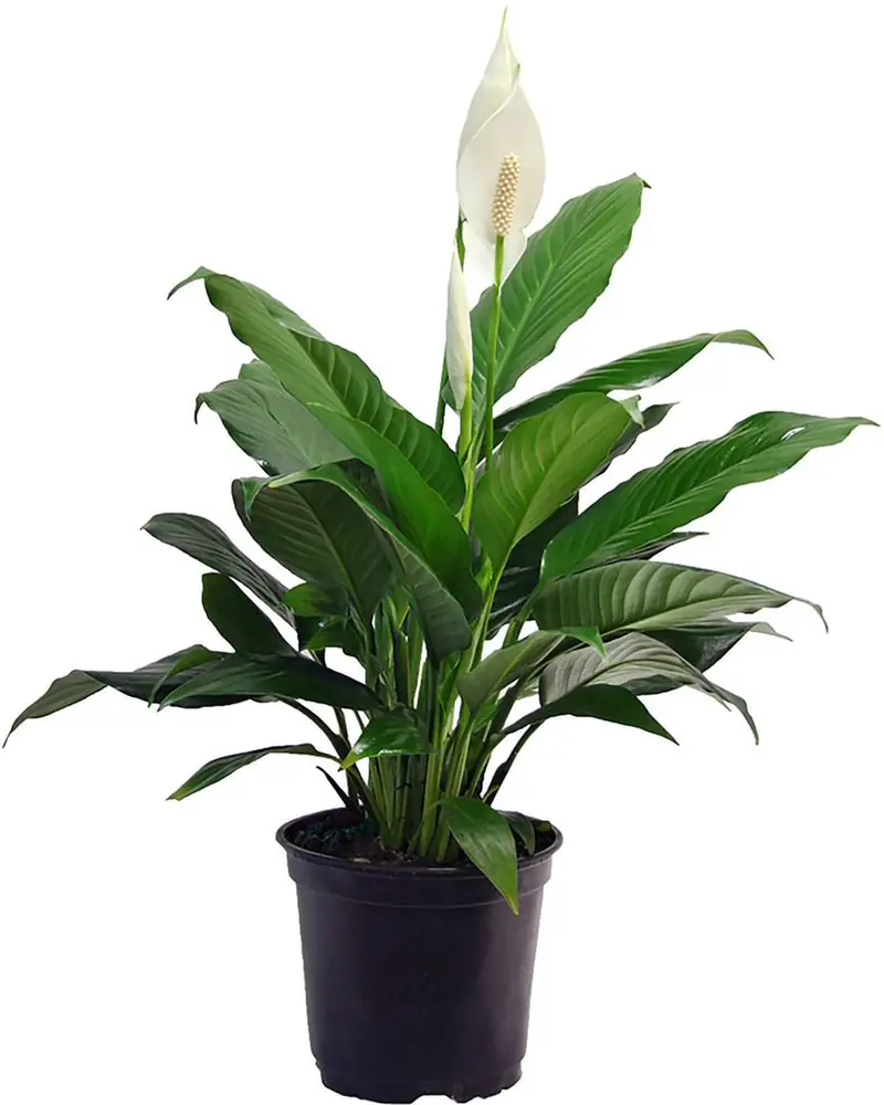 Peace lily with dark green leaves and a white spathe flower in a pot