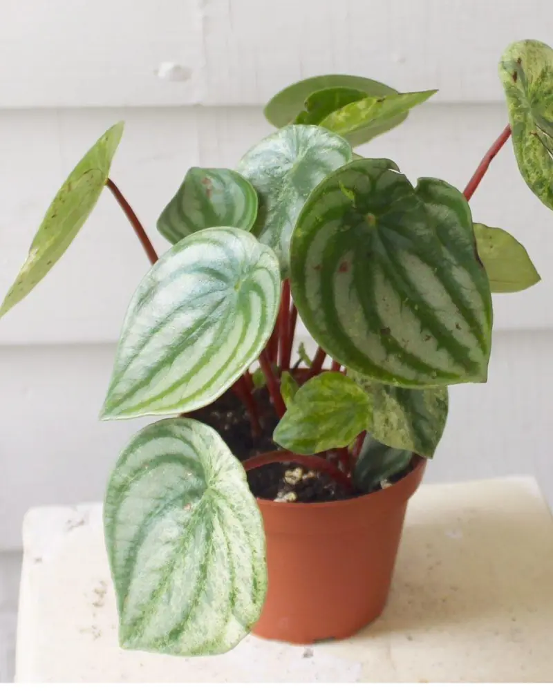 Watermelon peperomia with silver-striped rounded leaves on red stems
