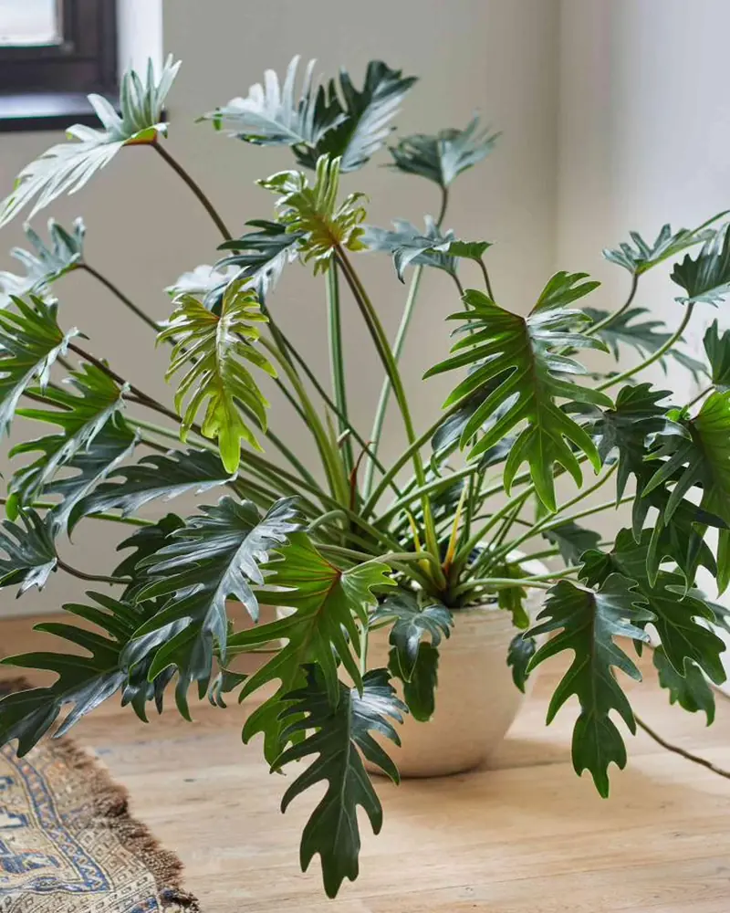 Philodendron with deeply lobed glossy green leaves in a pot