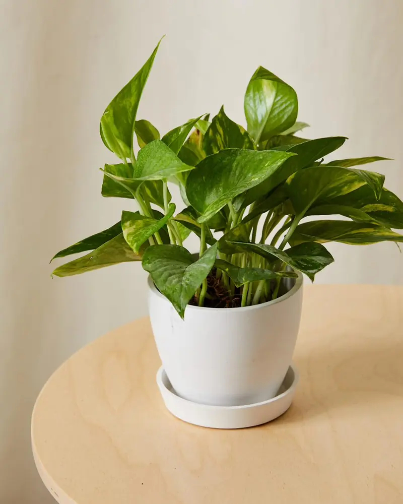 Golden pothos with heart-shaped green and yellow variegated leaves