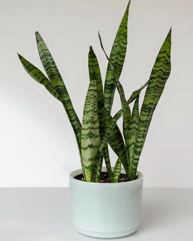 Snake plant with upright banded sword-shaped leaves in a pale pot