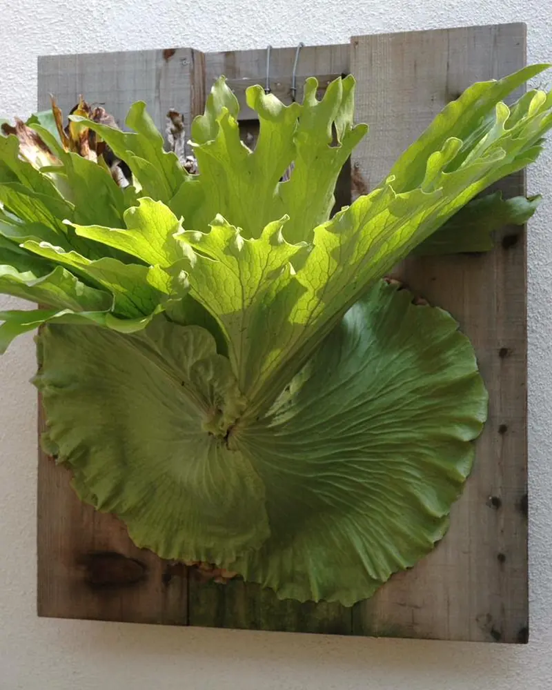 Staghorn fern mounted on a wooden board with antler-shaped fronds