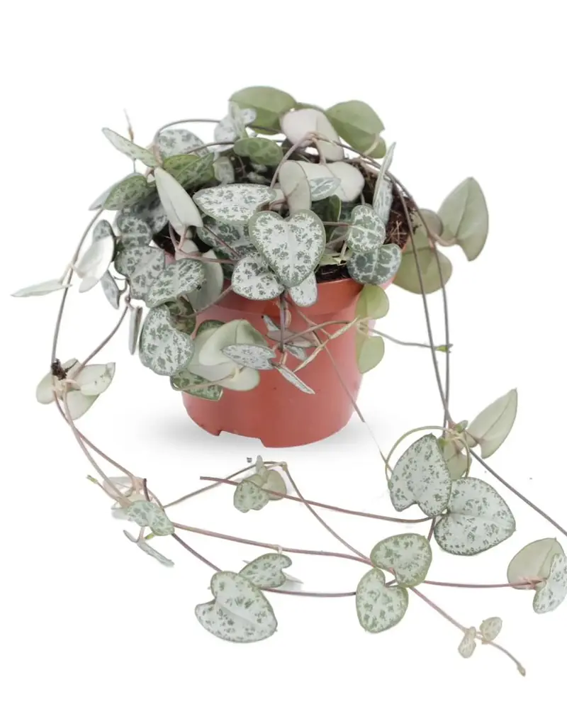 String of hearts with trailing stems of small marbled heart-shaped leaves