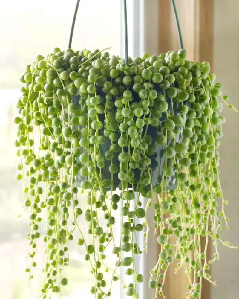 String of pearls succulent with trailing stems of round bead-like leaves