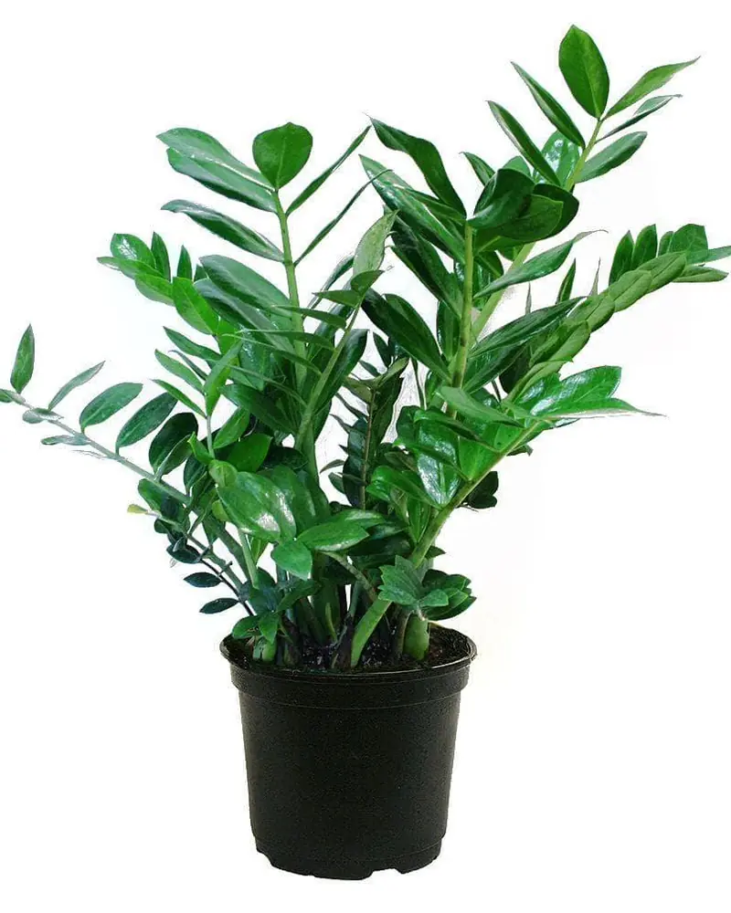 ZZ plant with glossy dark green leaflets on upright stems in a pot