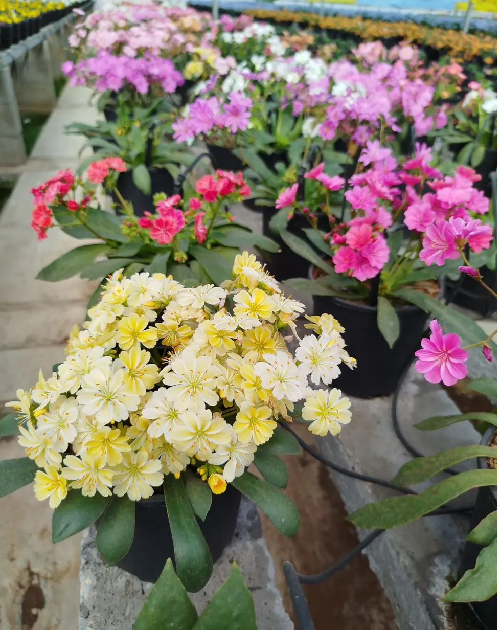 Mixed colour bedding plants