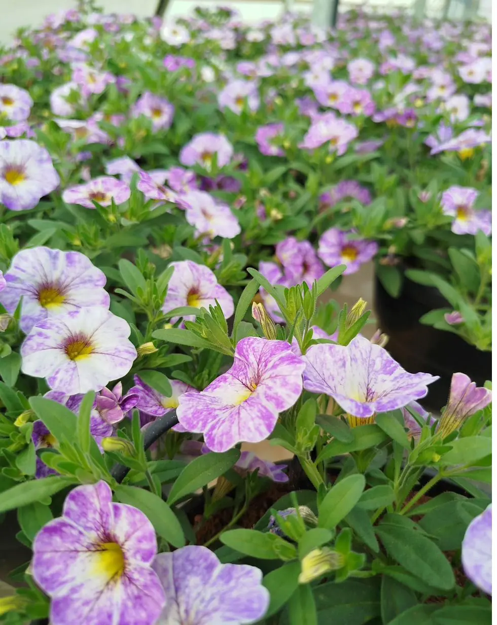 Soft purple and lilac flowering seedlings