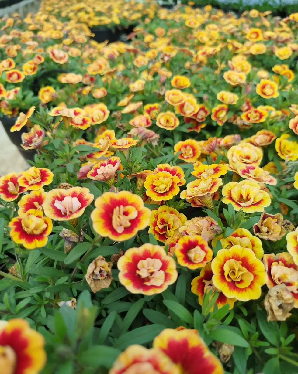 Trays of bright seasonal colour and vegetable seedlings