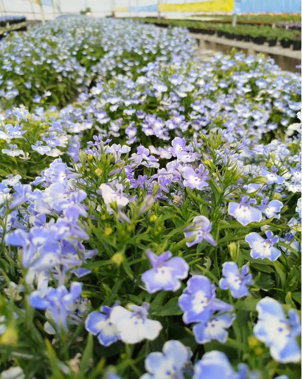 Delicate blue flowering seedlings
