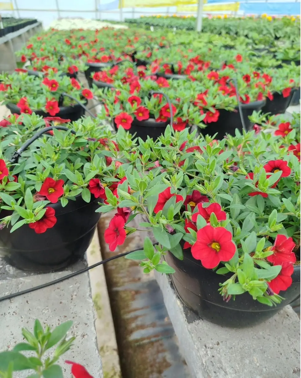 Trays of red and pink flowering colour seedlings at The Farmyard Nursery