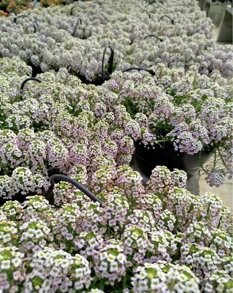 Trays of flowering alyssum at the nursery