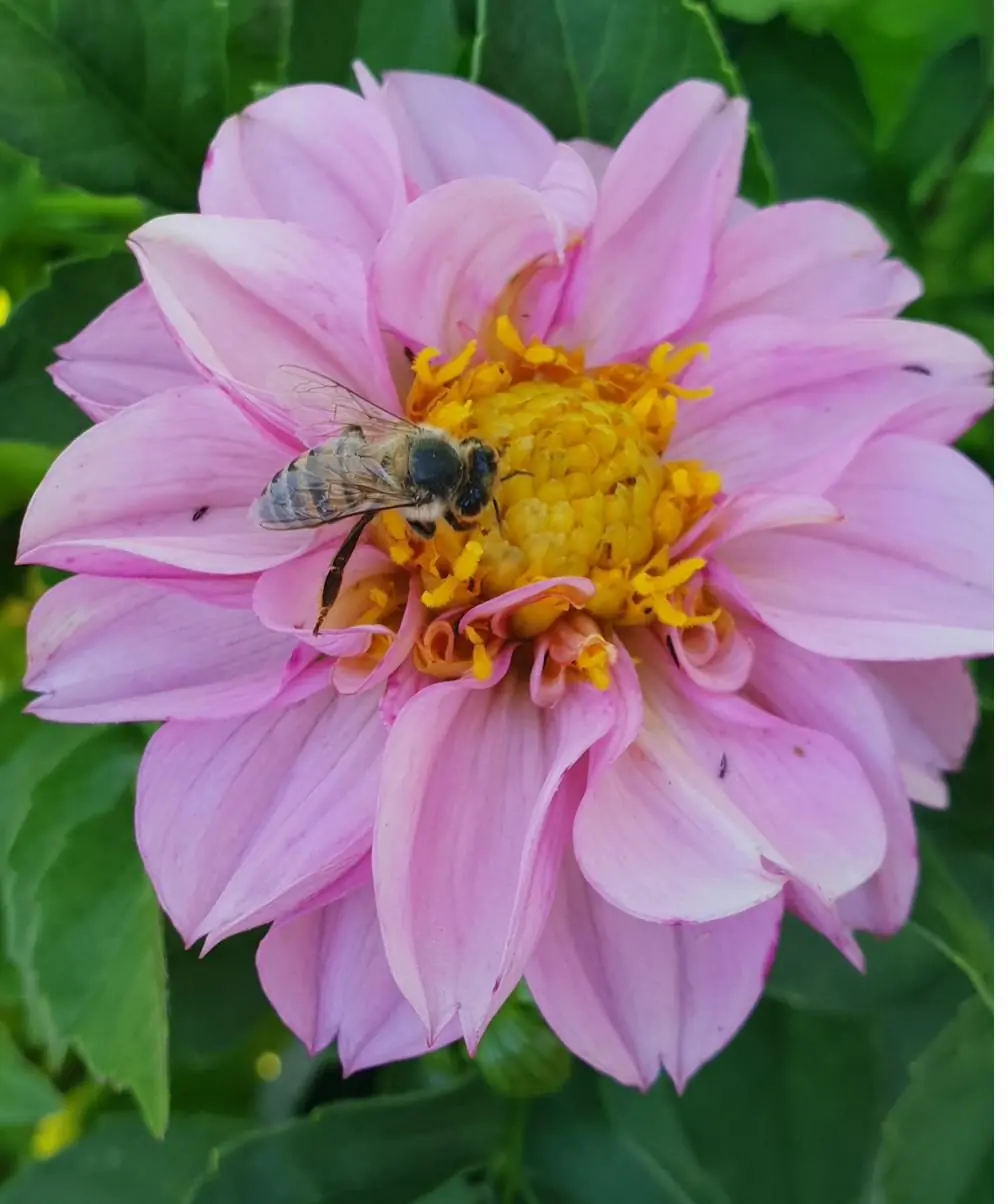 A honeybee on a pink dahlia at The Farmyard Nursery