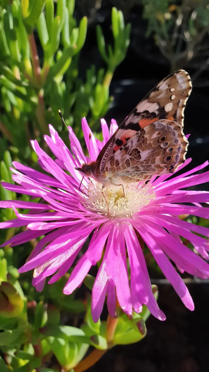 A painted lady butterfly resting on a pink vygie flower