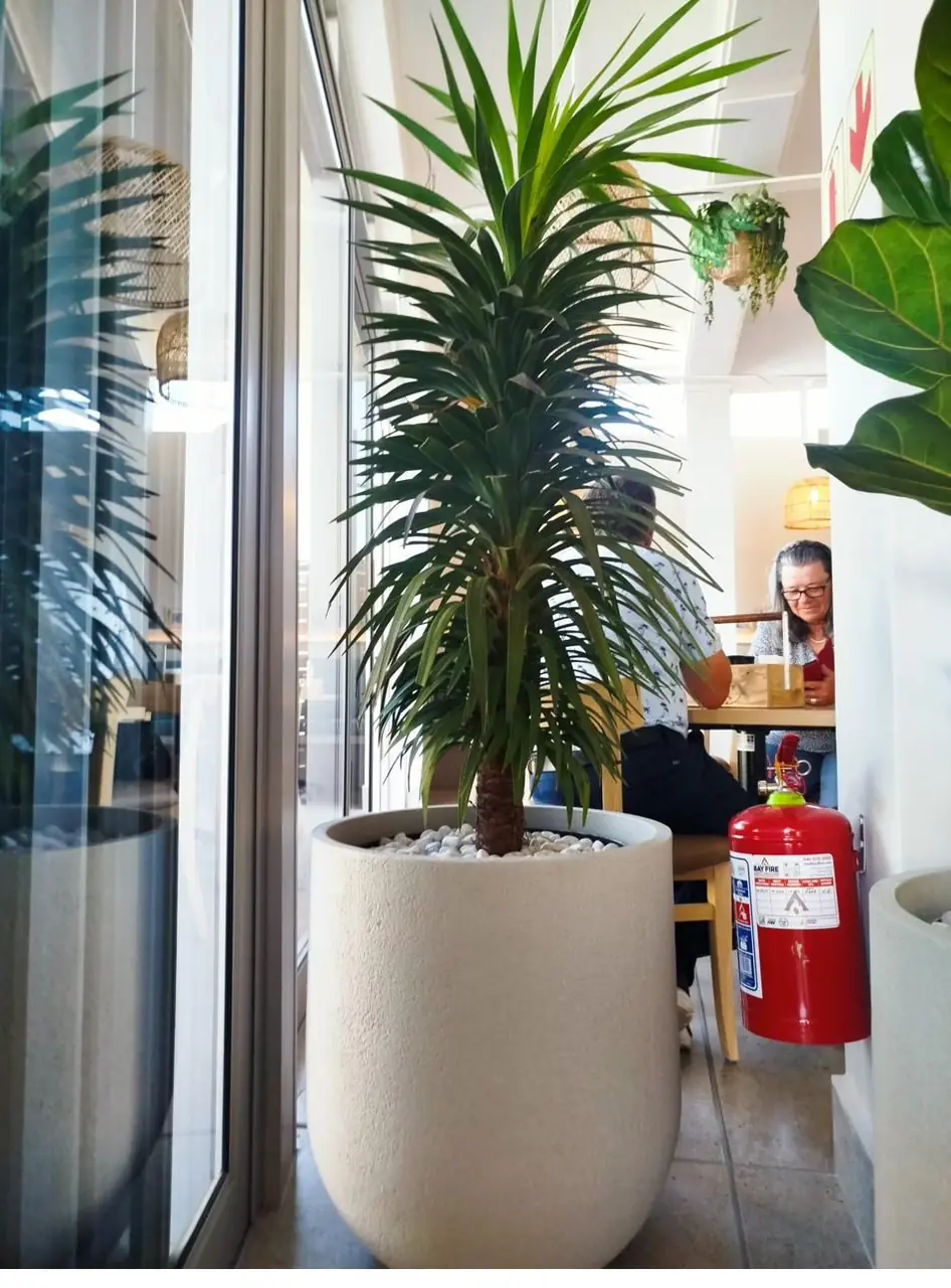 A tall indoor foliage plant in a white pot