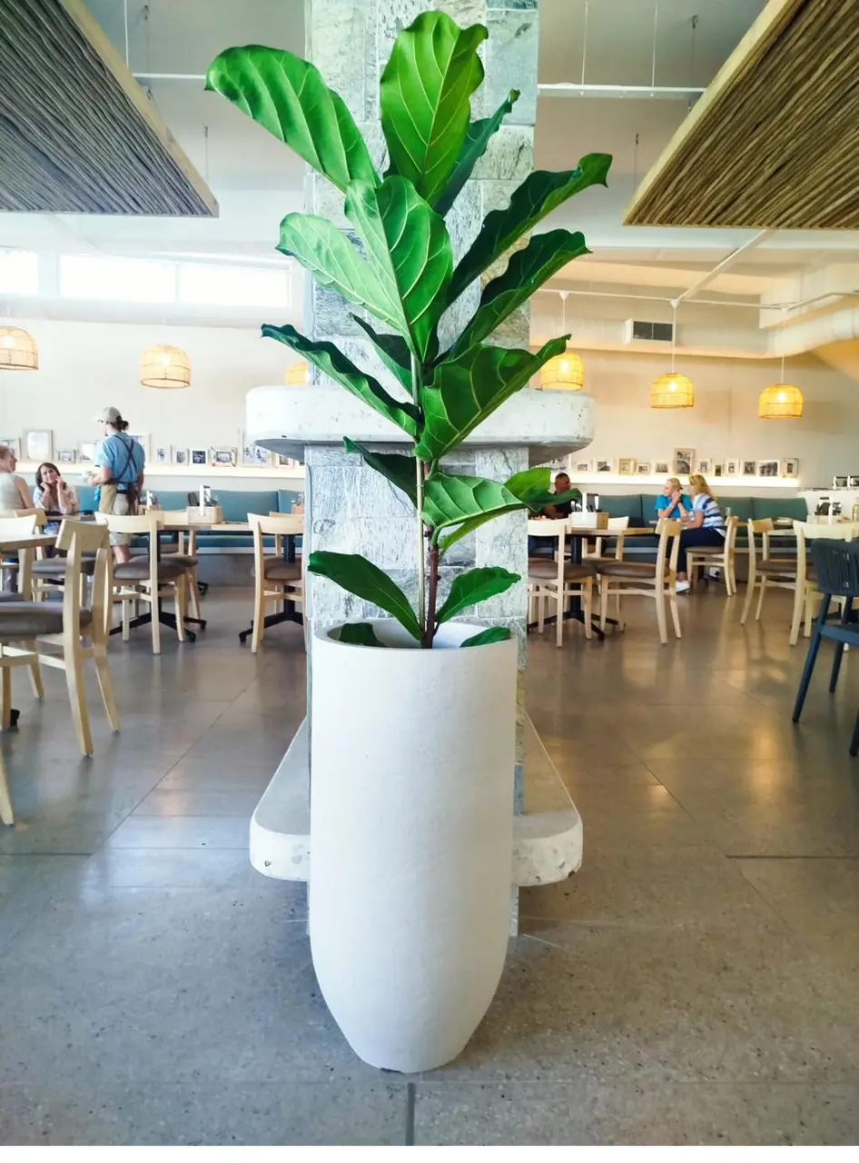 Statement indoor plant in a pot
