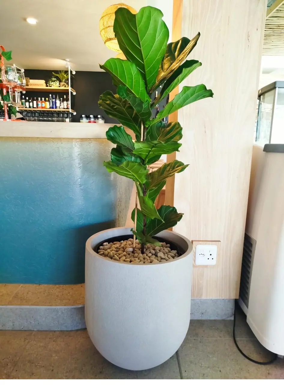 Close-up of a healthy indoor plant