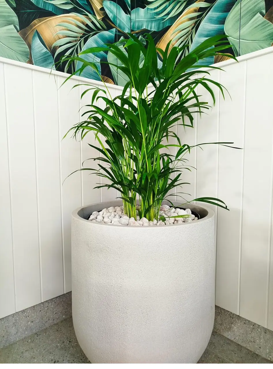 Potted indoor plant in a modern interior