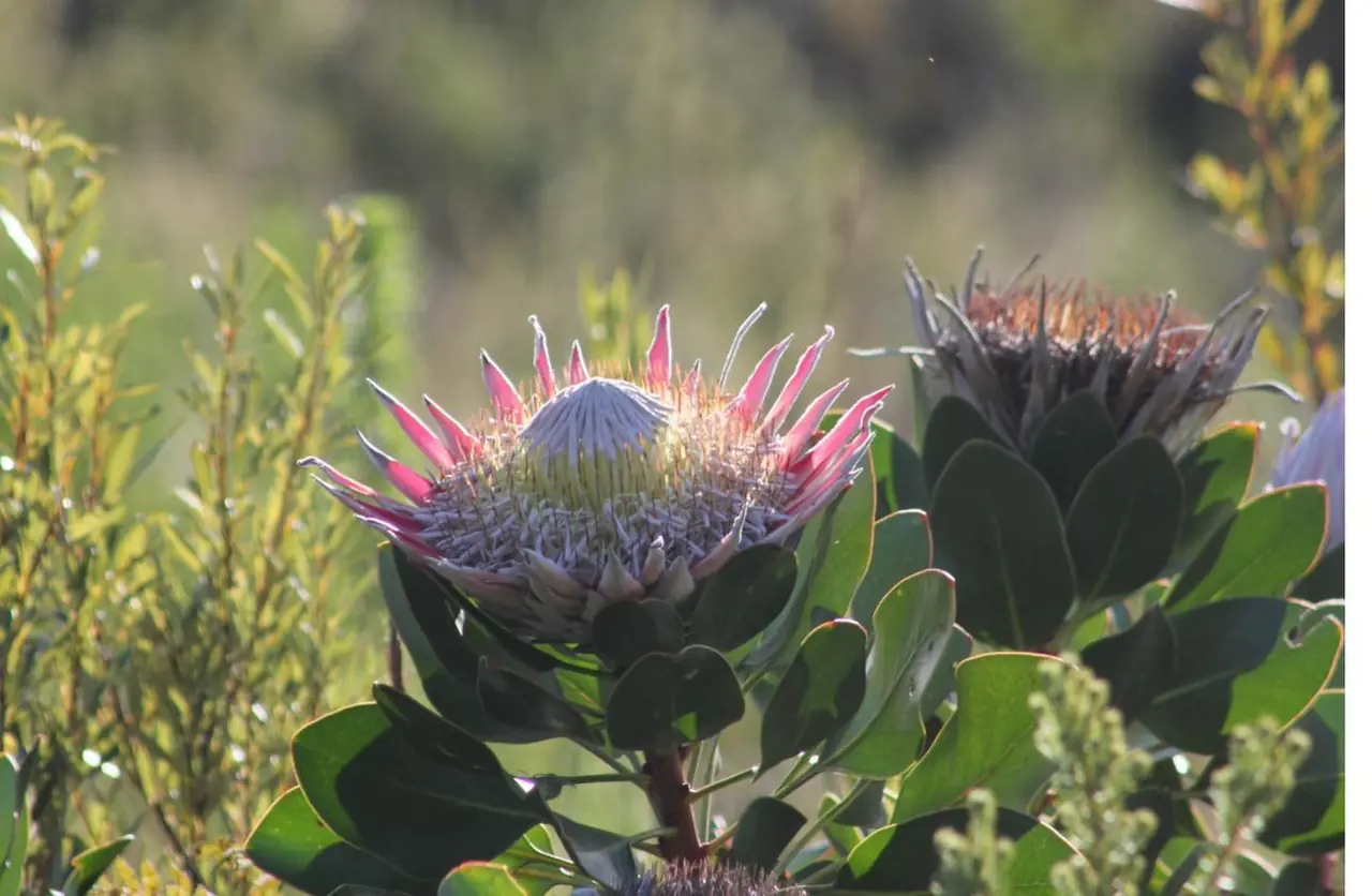 A King protea in flower in coastal fynbos