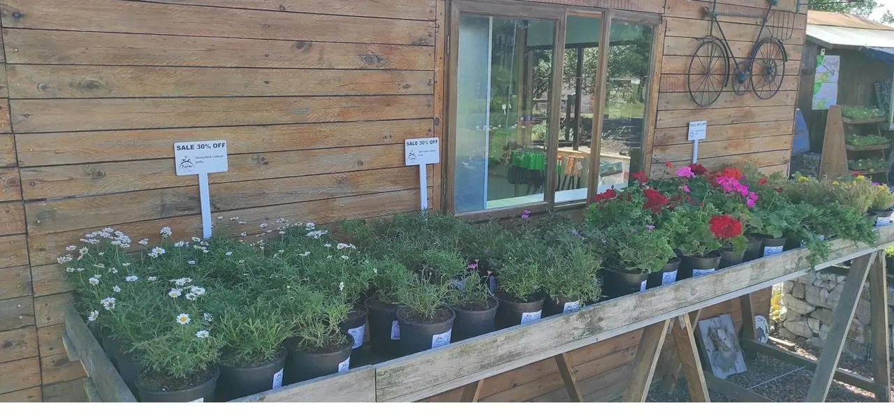 Retail plant display near the nursery building
