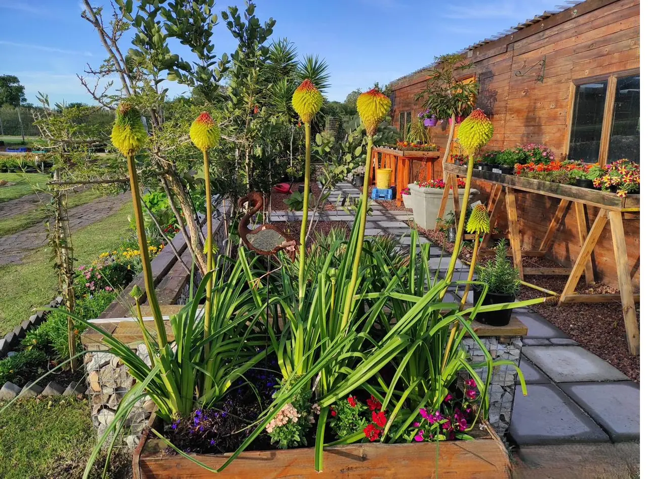 Flowering beds and red hot pokers outside the nursery building