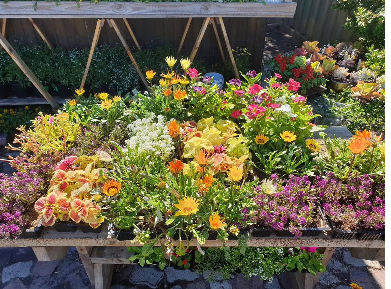 Colourful outdoor and water-wise plants on display at the nursery