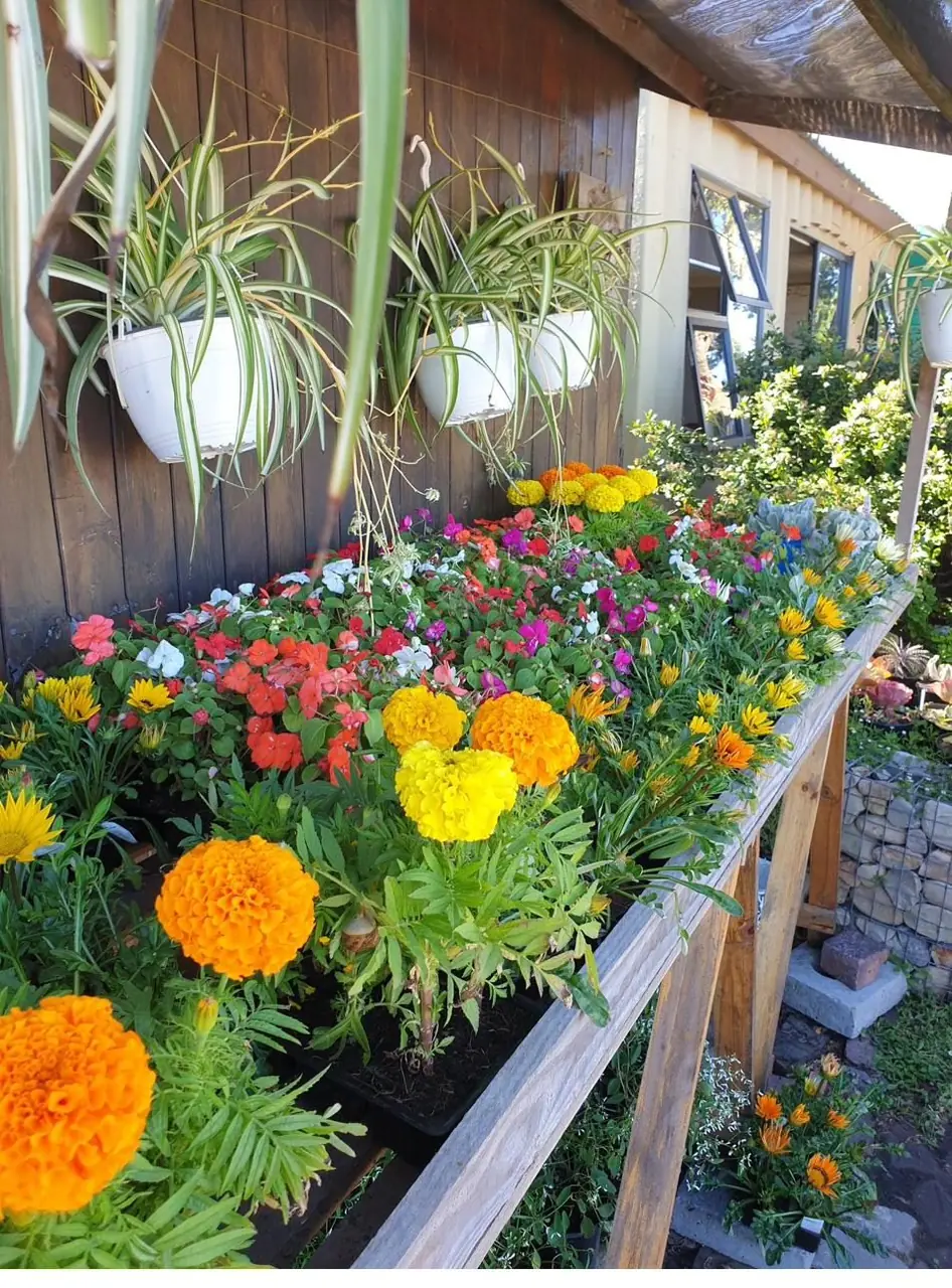 Trays of marigolds and mixed colour annuals