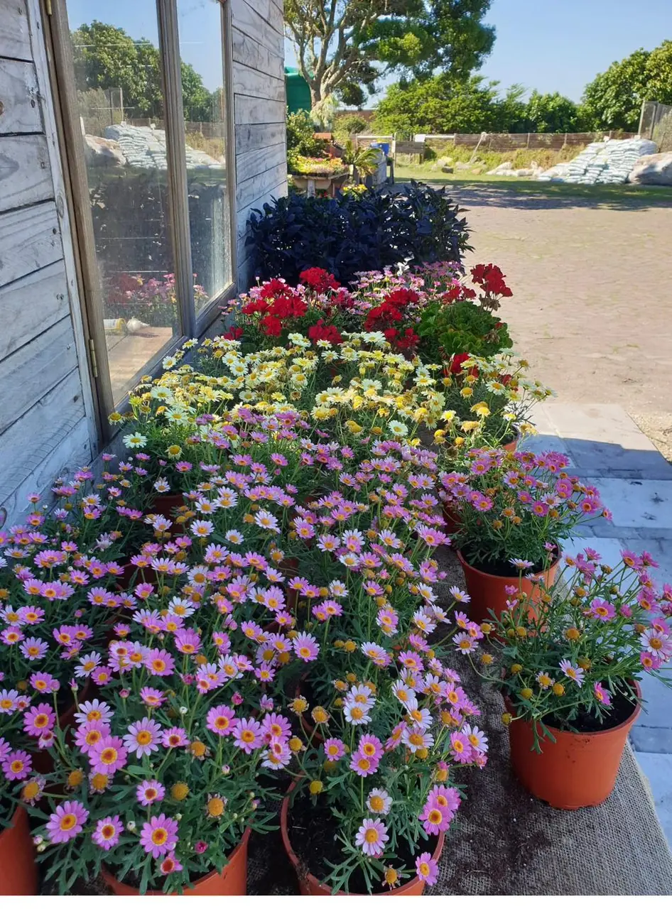 Pink flowering plants in pots near the nursery entrance