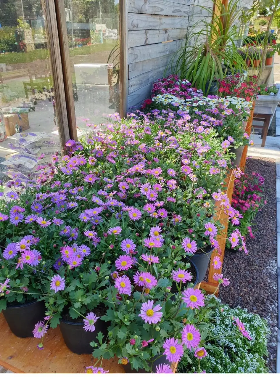 Pink osteospermum daisies and flowering plants on display