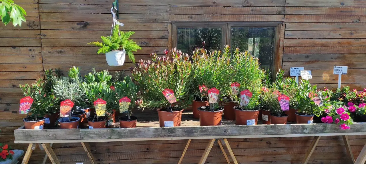Indigenous and coastal-suitable plants at The Farmyard Nursery