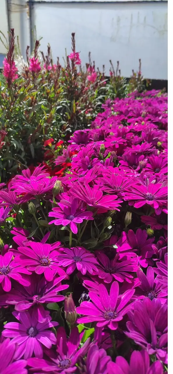 Trees, shrubs and structure plants for screening and privacy