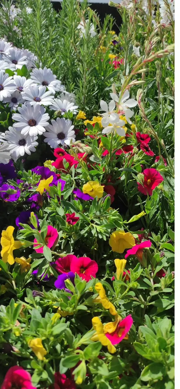 White and pink daisies in a garden display