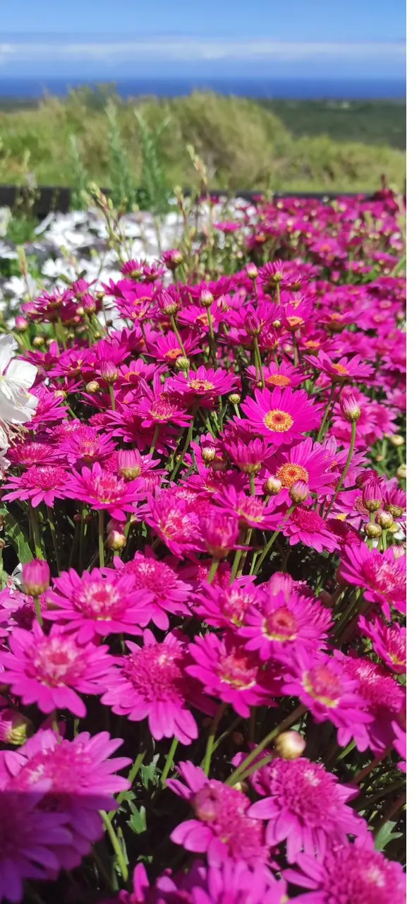 Bright pink flowering plants by the coast