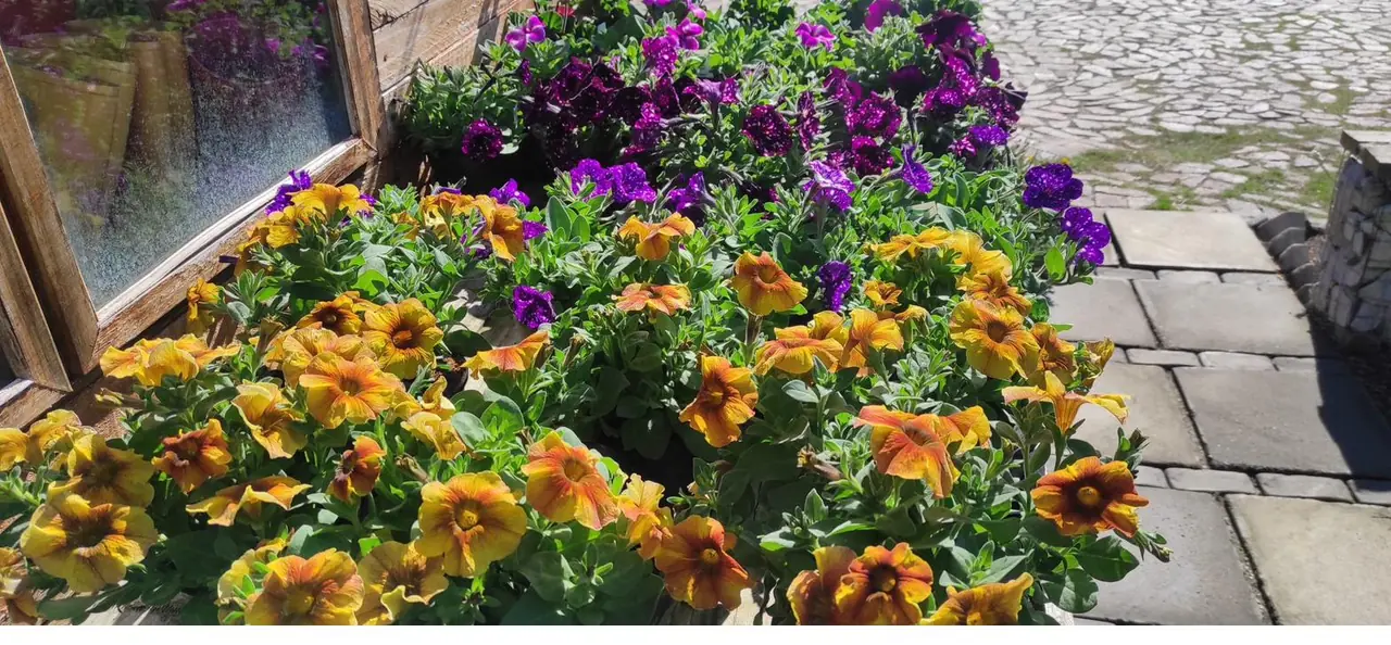 Mixed bedding plants in full colour