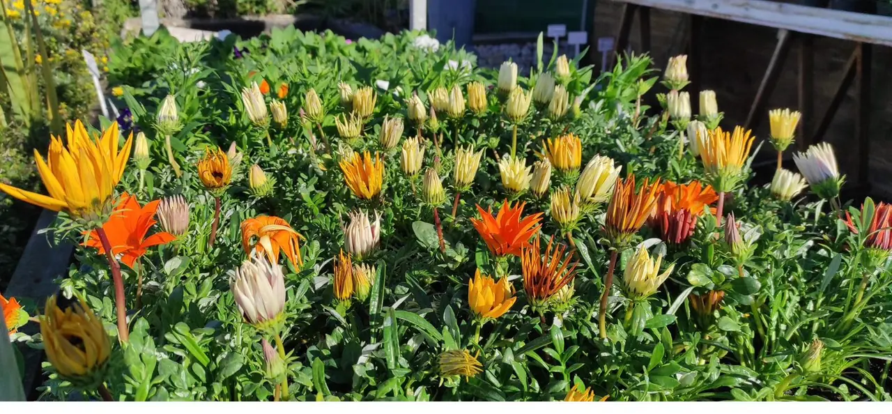 Wide colourful display of seasonal plants