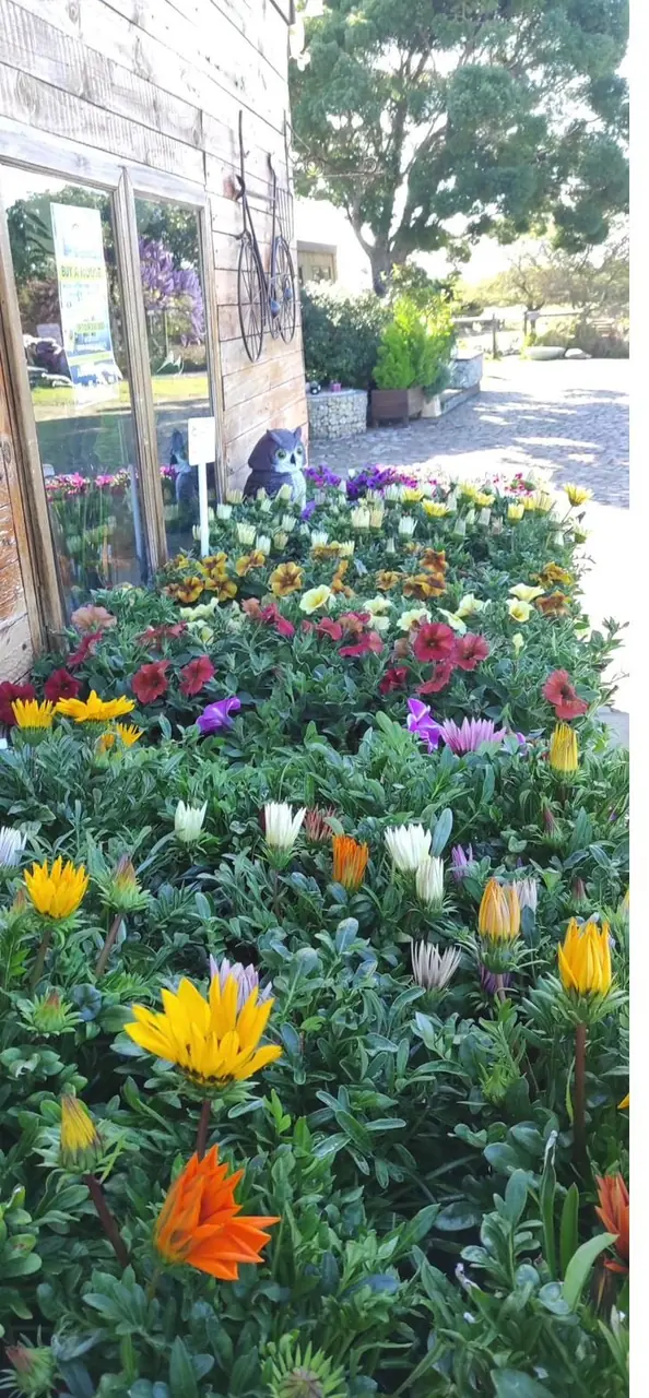 Colourful flowering plants outside the nursery