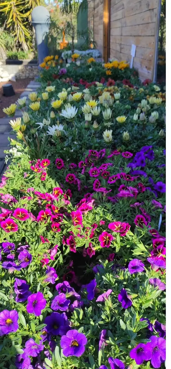 Purple and pink petunias in flower